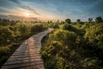 Holzweg im Grünen - Climate Partner