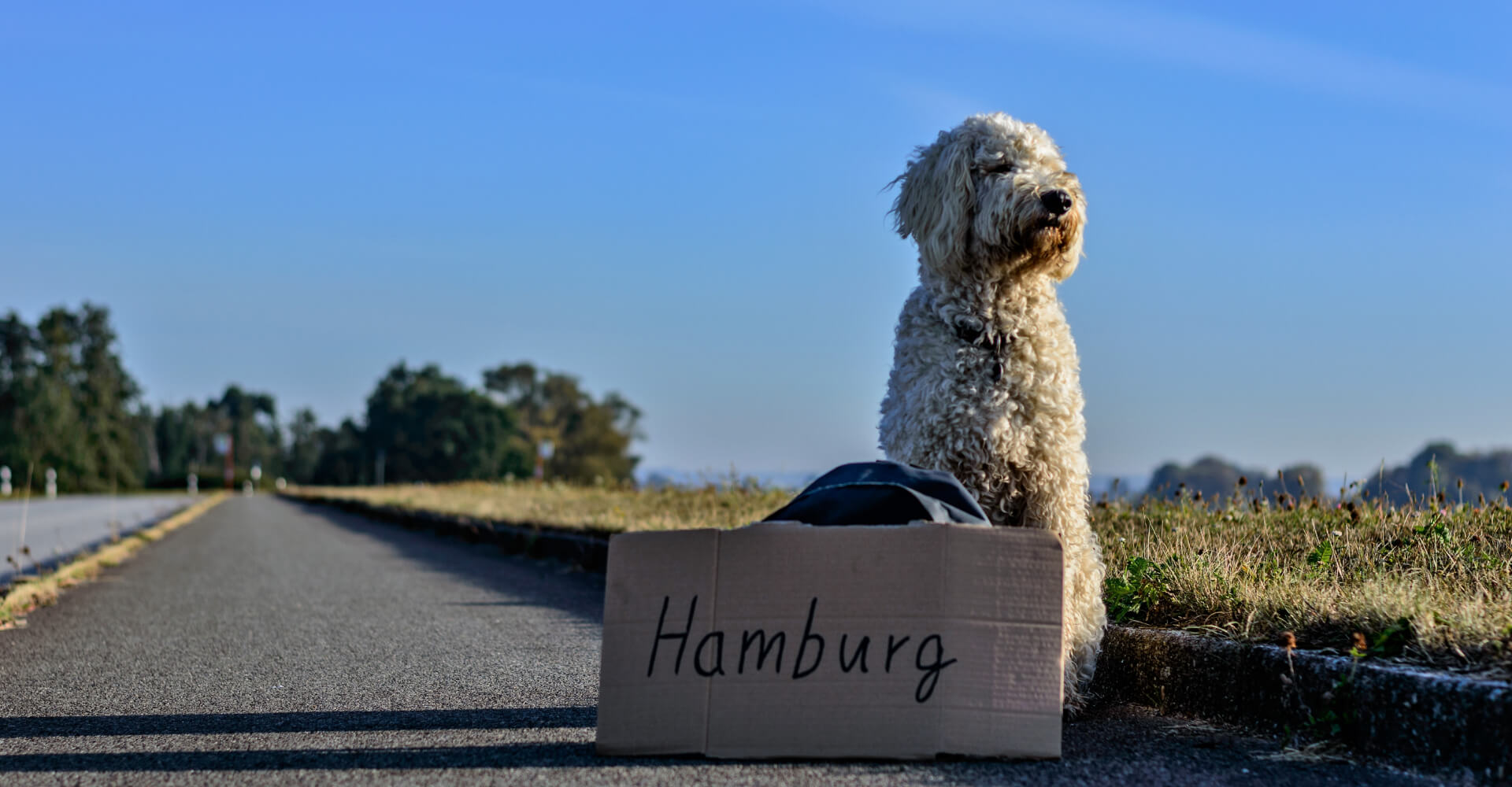 Boxsys Hund Straße Hamburg