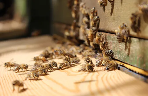 BOXSYS Bienen am Bienenstock