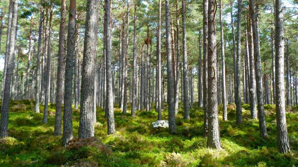 PEFC – Nachhaltige Forstwirtschaft weltweit gefördert