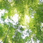 Umwelt- und Sozialstandards: FSC-Label für verantwortliche Waldbewirtschaftung